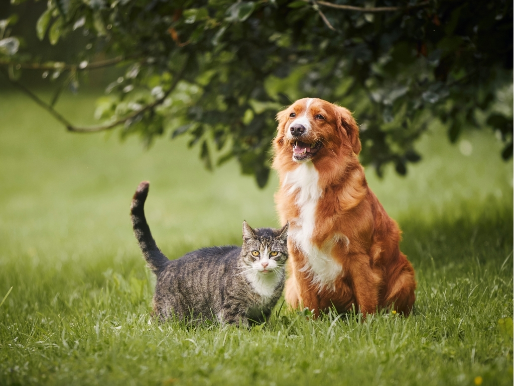 Como os animais domésticos percebem o tempo?